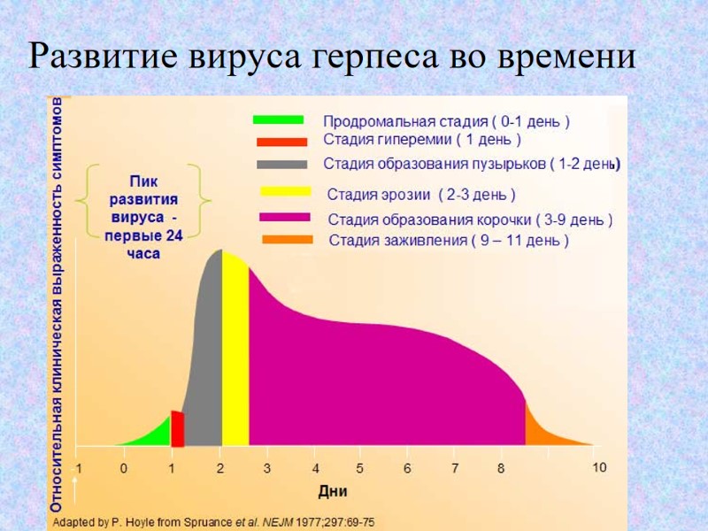 Развитие вируса герпеса во времени
